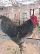 Kohouti velké a zdrobnělé australky