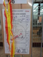 Kohouti velké a zdrobnělé australky