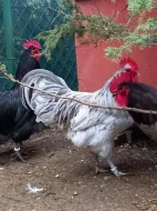 Kohouti velké a zdrobnělé australky