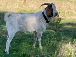 Prodám plemenného burského kozla
