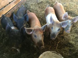 Selata (duroc x přeštík)