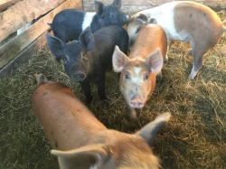 Selata (duroc x přeštík)