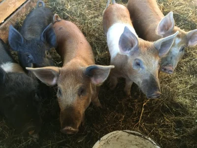 Selata (duroc x přeštík)