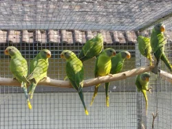 Alexandr černohlavý