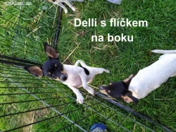 Toy Foxteriér s PP