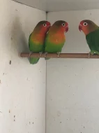 Prodám Agapornis fischeri zelený
