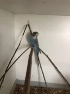 Prodám barevné andulky