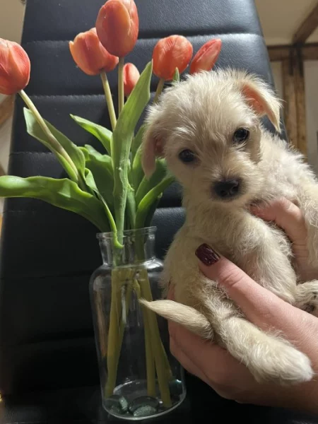 Yorkšírsky teriér Golddust (zlatý) štěňátka