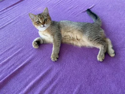 Britský kocourek golden shaded s PP