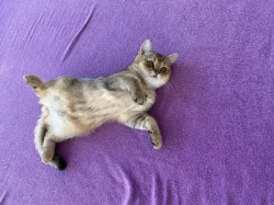 Britský kocourek golden shaded s PP