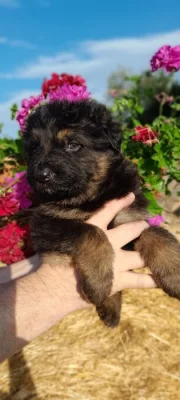 Německý ovčák dlouhosrstý bez PP