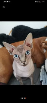 Sphynx Kanadský