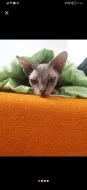 Sphynx Kanadský