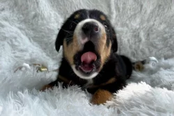 Entlebussky sal. pes