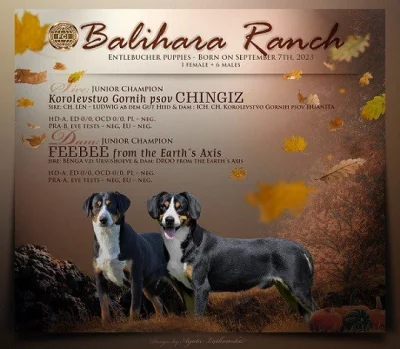 Entlebussky sal. pes