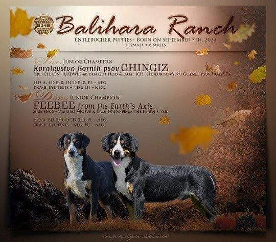 Entlebussky sal. pes