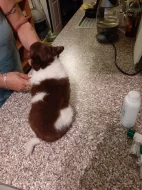 Čivava dlouhosrstá