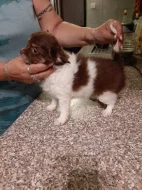 Čivava dlouhosrstá