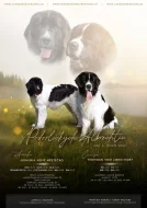 Landseer s PP