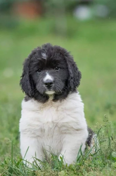 Landseer s PP