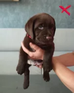 Labradorský retrívr
