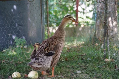 Indický běžec