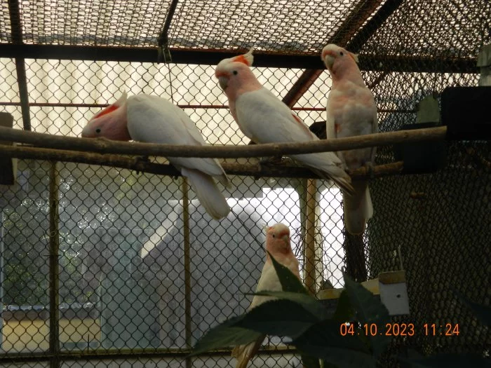 Kakadu inka