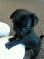 Mops- pug štěňátka