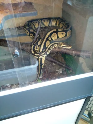 prodám