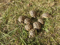 Letošní mláďata želvy zelenavé