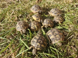 Letošní mláďata želvy zelenavé
