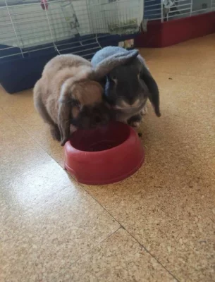 Zakrslý beránek a minilop