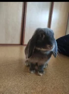 Zakrslý beránek a minilop