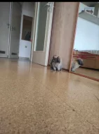 Zakrslý beránek a minilop