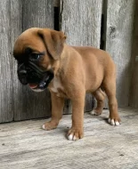 Nemecký boxer, šteniatka