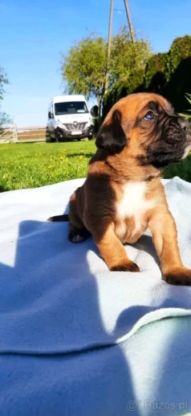 Nemecký boxer, šteniatka