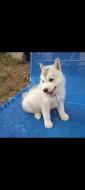 Sibiřsky Husky