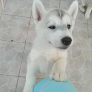Sibiřsky Husky