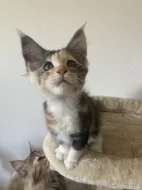 Mainská mývalí bez PP