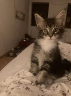 Mainská mývalí bez PP