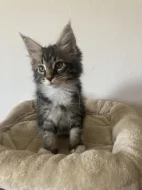 Mainská mývalí bez PP