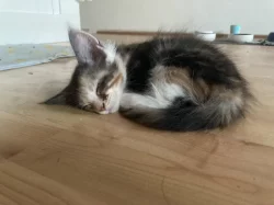 Mainská mývalí bez PP