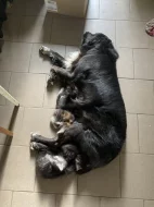 Mainská mývalí bez PP