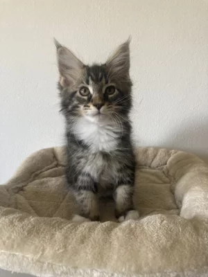 Mainská mývalí bez PP