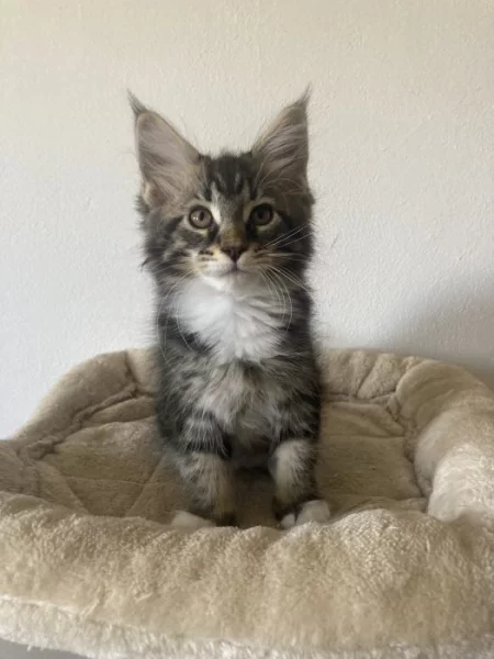 Mainská mývalí bez PP