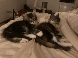 Mainská mývalí bez PP