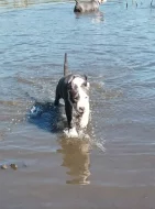 Americký stafordšírský teriér s PP