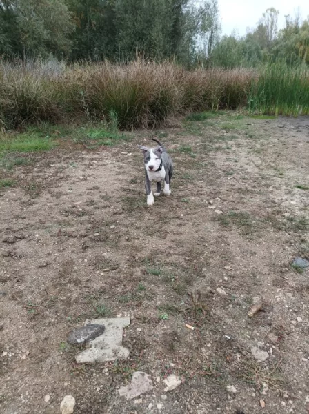 Americký stafordšírský teriér s PP