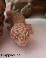 Samičky Gekončíka Nočního + Výbava