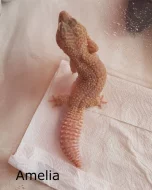 Samičky Gekončíka Nočního + Výbava